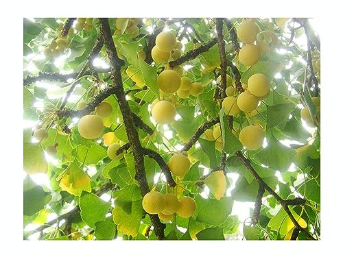 Ginkgo BILOBA, Maidenhair Tree, 10-20cm Tall Plant in a 7/8cm pots