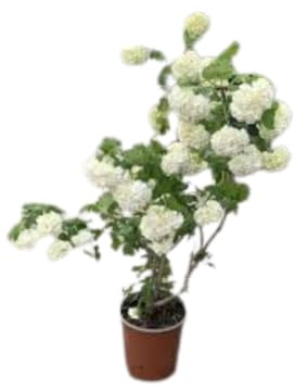 Vivaio Garden Forest, Viburnum opulus ‘Roseum’ - Palla di neve (Pallon di Maggio), Arbusto ornamentale, Fioritura a sfere bianche, Vaso 24cm, Altezza 40-50 cm