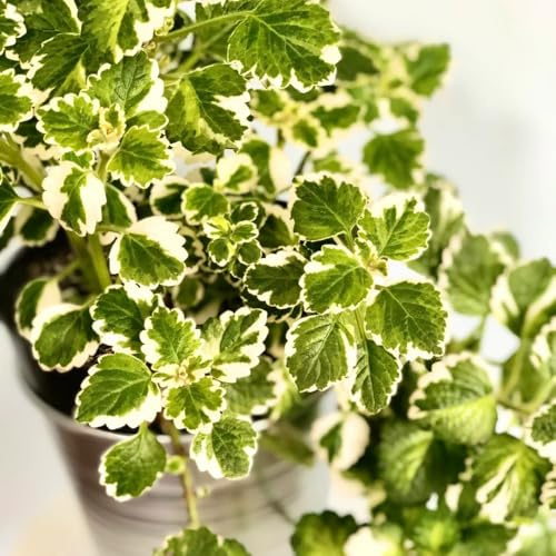 Semillas de Plectranthus, de cocina Plectranthus glabratus, semillas de exóticas jardín de semillas de silvestres 200pcs
