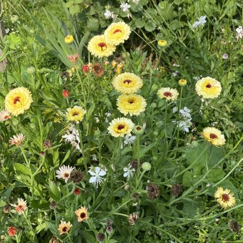 semi di calendula biologici, calendula aiuola, esotiche resistenti Balcone, perenni resistenti 50pcs