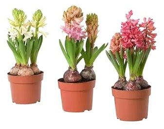 Trio de Hyacinthus | DECOALIVE | Bulbos de Jacinto | Pack de 3 Plantas Naturales de Colores