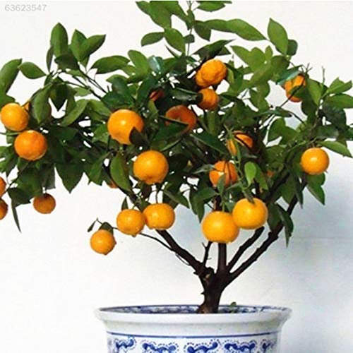 Portal Cool E90D 30 Stücke Packung Essbare Frucht Mandarin Citrus Orangenbaum Samen Pflanzen Garten