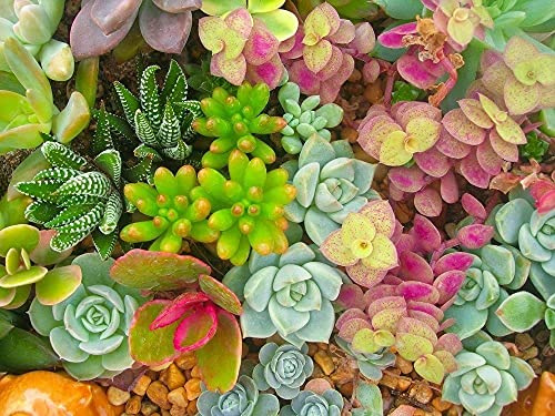 USA VENDITORE Sedum Mix 100-400 semi (Siccità, Rock Garden, Container, luogo asciutto)