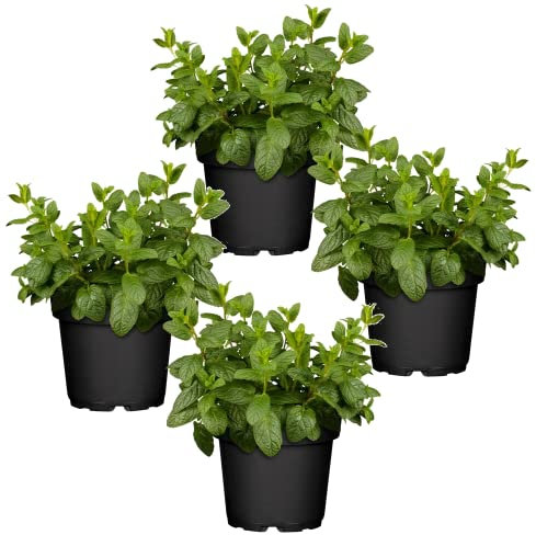 Cuatro Plantas de Hierbabuena - Plantas Premium DECOALIVE - Hierbas Naturales para Huerto Urbano - Plantas Aromáticas