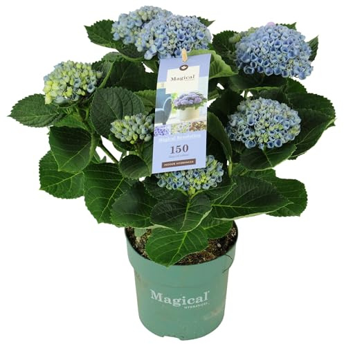 Hortensia Azul Planta Natural con Flores Exóticas y Llamativas