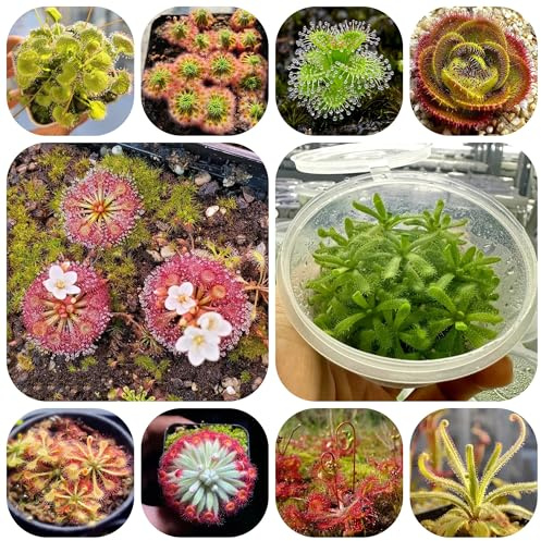 sonnentau, drosera capensis, bodendecker winterhart fleischfressende topfpflanzen winterharte garten grünpflanzen zimmerpflanzen 500samen