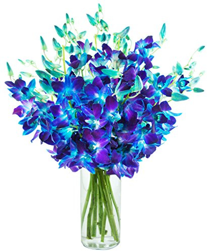 KaBloom - Exotic Sapphire Orchid Bouquet Of 20 Fresh Blue Dendrobium Orchids with Vase - Fresh Flowers for Birthday, Valentine's & Mother's Day