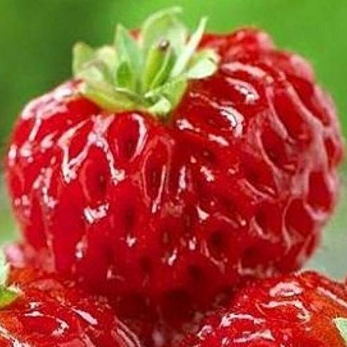 100 semi Fragola Lampone Framberry dal mio giardino Rare !!!