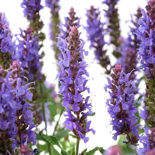 salbeisamen winterharte pflanzen für balkon, kräutergarten geschenk balkon garten exotische pflanzen topfpflanzen kräuterpflanzen gartenkräuter samen blumendeko dachbegrünung 120pcs