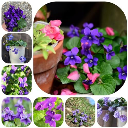 Duftveilchen samen - Duftveilchen samen winterhart blumensamen mehrjährig winterhart winterharte stauden pflanzen garten winterfeste pflanzen für kübel balkon deko exotische samen 1000pcs
