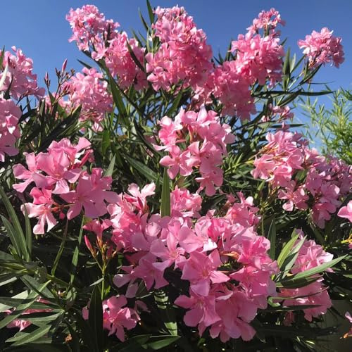 semi di oleandro, semi di come ospiti Nerium oleandro, regali amanti giardino esotiche rare selvatici luoghi 15pcs