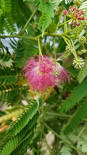 Albizia julibrissin OMBRELLA® 'Boubri' / Arbre à soie à fleurs rose/Conteneur de 3 à 4 litres