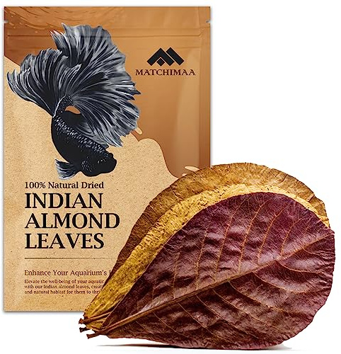 Premium Indian Almond Leave. Aquarium Decorations Size 6-9 Pack 50g(20-25 Leaves). Catappa Leaves Rich in Tannin. Superb to be Health Better, Vitality, Succesful Breeding! of Shrimp & Betta Fish Tank