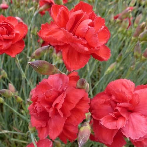 6 x Œillet mignardise 'Heidi' - Dianthus Plumarius 'Heidi' - Godet 9x9cm - Fleurs roses, parfum sucré, bordures