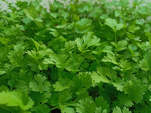Parsley Flat Leaf Herb Plug Plants Grow Your Own Herbs 'Ready to Plant Now' Young Herb Plants (3 Plugs)