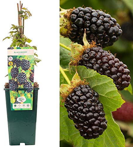 BlackBerry Rubus Oregon | Semi-Evergreen Fruit Plant Shrub | 30-50cm Potted