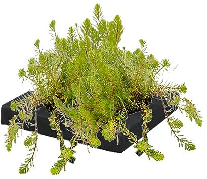 vdvelde.com - Ähriges Tausendblatt Papageienfeder Schwimminsel Teich - Bio Teichpflanzen 4 Blühende Pflanzen - Nachhaltig aus eigener Gärtnerei - Hochwertig Teichinsel Pflanzkorb