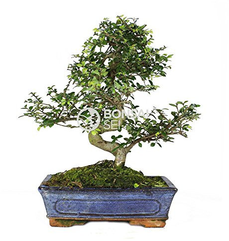 Bonsai - Olmo chino, 10 Años (Bonsai Sei - Zelkova Parvifolia)