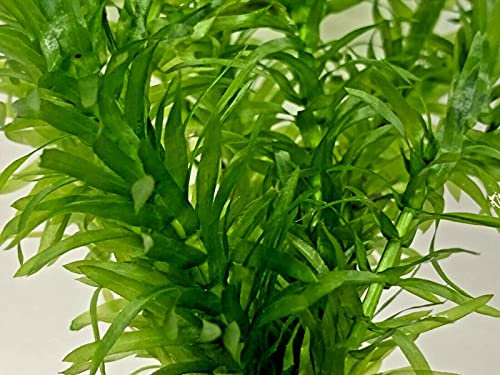 Elodea Densa 5 Stems Oxygenating Live Pond Tropical Aquarium Plant 1 Weight Free