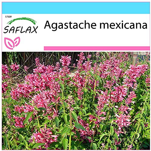 SAFLAX - Confezione regalo - Anice menta messicana - 50 semi - Agastache mexicana