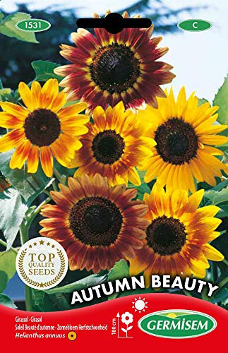 Germisem Graines Soleil Beauté d'automne AUTUMN BEAUTY