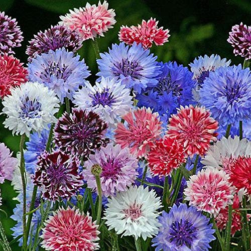Polka Dot Mixed Cornflower -- Wildflower Seeds 5g Annual Flower Seeds Wholesale