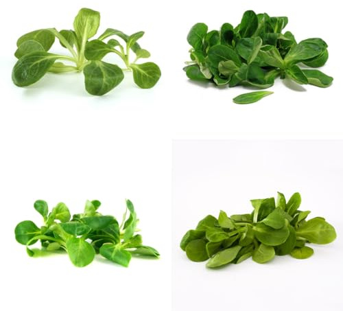 lattuga di agnello biologica invernali, orto resistente semi di lattuga Aiule rialzate per il giardino decorazioni da giardino per esterni balcone serra da orto 100semi