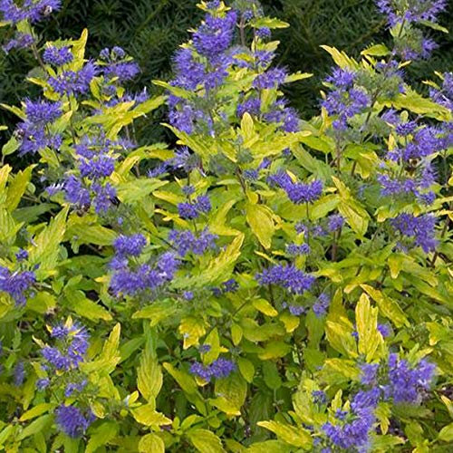 Blauwe Bartblume 'Sunshine Blue'® - Caryopteris Incana Sunshine Blue - 25-30 cm Topf - Blaue Blüten, trockenheitstolerant