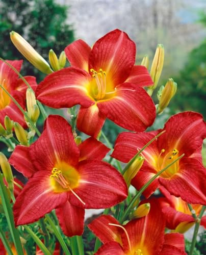 Hemerocallis 'King of Hearts' 11x11 cm Topf – Winterhart, Mehrjährig, Pflegeleicht – Taglilie – Staude für Beet & Rabatte