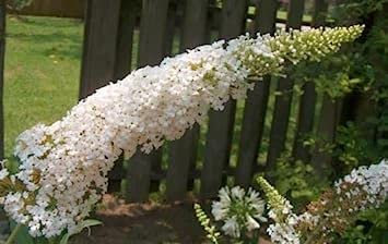 6 graines d 'ARBRE A PAPILLONS BLANC (Buddleja Davidii WHITE PROFUSION) G719 SEEDS:Seeds