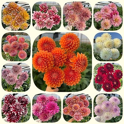 10 pcs dahlien knollen winterhart, exotische pflanzen winterhart, pflanzen für draußen dahlien Dahlia nachhaltige geschenke, flowers balkonpflanzen winterharte pflanzen für garten