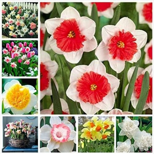Narzissen zwiebeln,Winterharte Mehrjährig,Seltene Pflanzen,Narzissen grosspackung,dekorative blumen,narzissenzwiebeln Rosa trompete,narzissen knollen,narzissen tete a tete.-4 zwiebeln-A