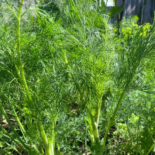 semi di aneto perenni, aneto biologici di biologici, balcone resistenti 100pcs