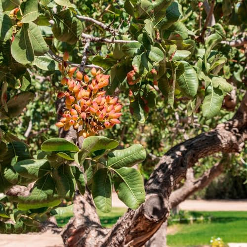 200 pcs pistazienbaum winterhart samen - pistacia vera - winterharte stauden dauerblüher, pistazien samen pistazienbaum winterhart Nuts Nuss, topfpflanzen für draußen, balkon pflanzen