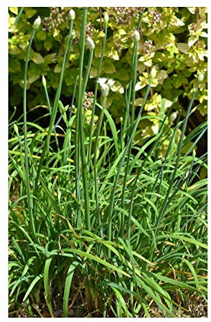 PREMIER SEEDS DIRECT - Garlic/Chinese Chives - 5000 Seeds - Organic Bulk
