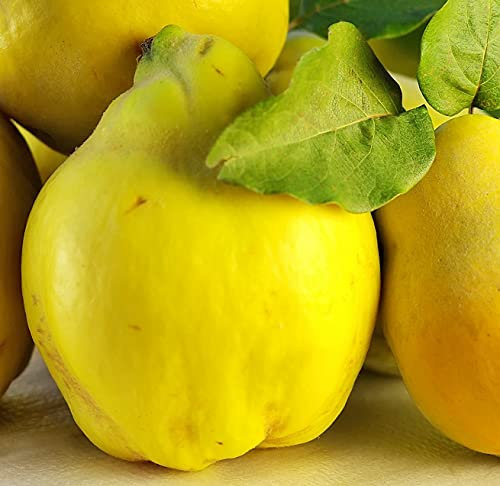 Bereczki Birnenquitte, Buschbaum (kleinbleibend), 120-140cm im Topf