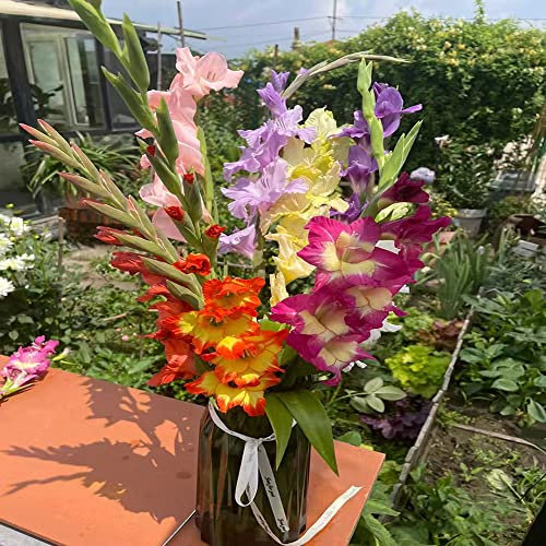 8 Stück gladiolen zwiebeln winterhart mehrjährig Gladiolus - Seltene Pflanzenserie - blumenmischung winterfeste pflanzen für balkon topf pflanze zwiebel balkonpflanzen blumen garten balkon