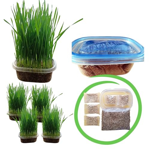 TheGuard – Kattgräs odlingssats, 5-pack inomhus planteringsset med vetefrön, jordsubstrat, transparent behållare för naturlig hårbollskontroll och matsmältningshälsa