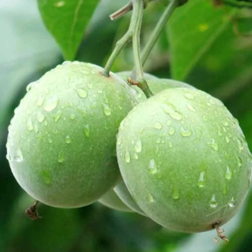 Semi di Siraitia Grosvenorii - vecchie varietà frutto colonnare esotiche da frutto resistenti giardino prodotti sostenibili 30pcs
