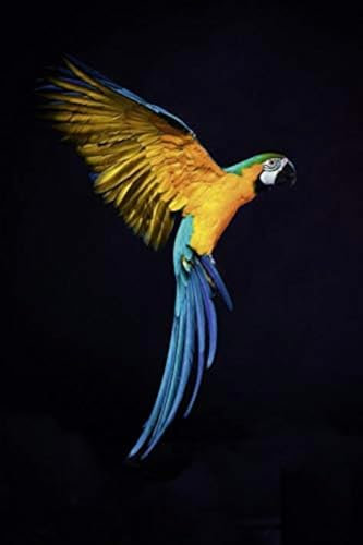 Scenolia Tableau en Verre Acrylique Vol de Perroquet 40 x 60 cm - Art Décoration Murale - Photographie Oiseau Tropical - Pose Facile et Qualité HD