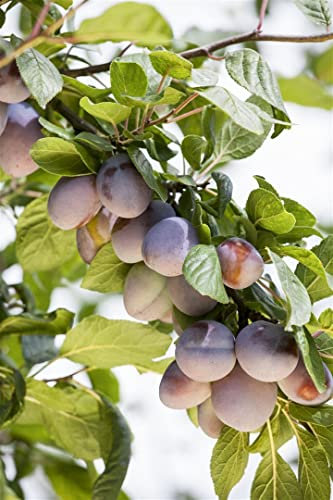 Prunus domestica 'Ruth Gerstetter' 150–200 cm – Winterhart, Mehrjährig, Pflegeleicht – Pflaume – Obstbaum für Garten & Obstgarten