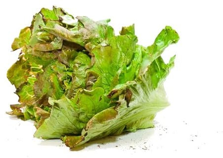 Semillas Lechuga Maravilla DECOALIVE Semillas de Huerto para Primavera y Verano