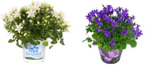 Pack de Campanula: dos Plantas de Exterior Naturales - Flores Azules + Flores Blancas