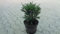 50 Taxus media Eibe Groenland 15-35cm Hecken-Pflanze immergrün winterhart geschlossener Wuchs