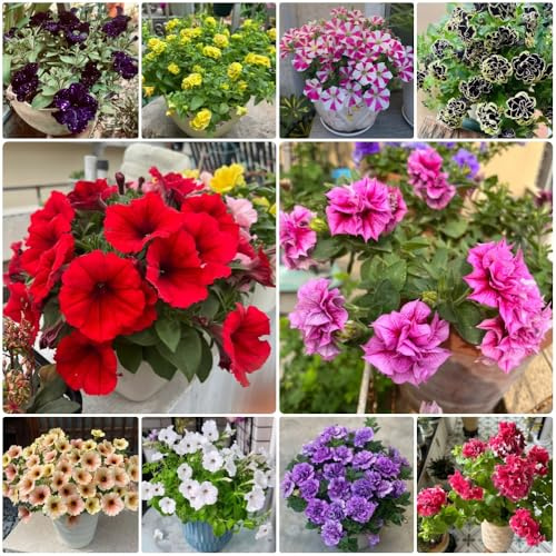 Semillas de petunia colgantes, para exterior Petunia híbrida, semillas de jardín silvestres de jardín de rocas resistentes 100pcs