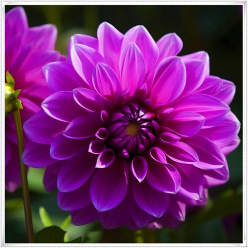 Hermosas dalias, bulbos resistentes, perennes, románticas, regalos, decoraciones de interiores, jardines.-2 bulbo-F