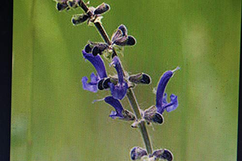 Portal Cool A punta Sage 30 semi, Salvia Prevenzione # 648