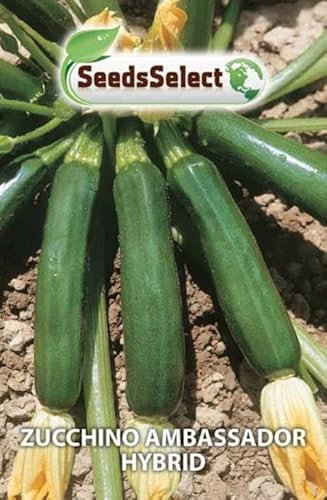 ZUCCHINO AMBASSADOR HYBRID SEMI IN BUSTINA