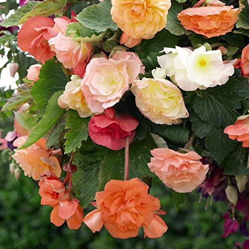 Begonia Tubers 'Parisienne Trailing' Half-Hardy Perennial Fragrant Blooms Easy to Grow Your Own Garden Flowers Supplied As 10x Tubers by Thompson and Morgan