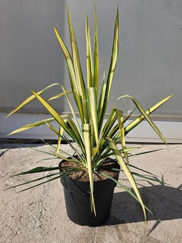 Yucca flaccida Golden Sword